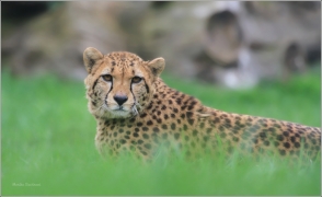 <p>GEPARD ŠTÍHLÝ (Acinonyx jubatus) ZOO Ústí nad Labem</p>